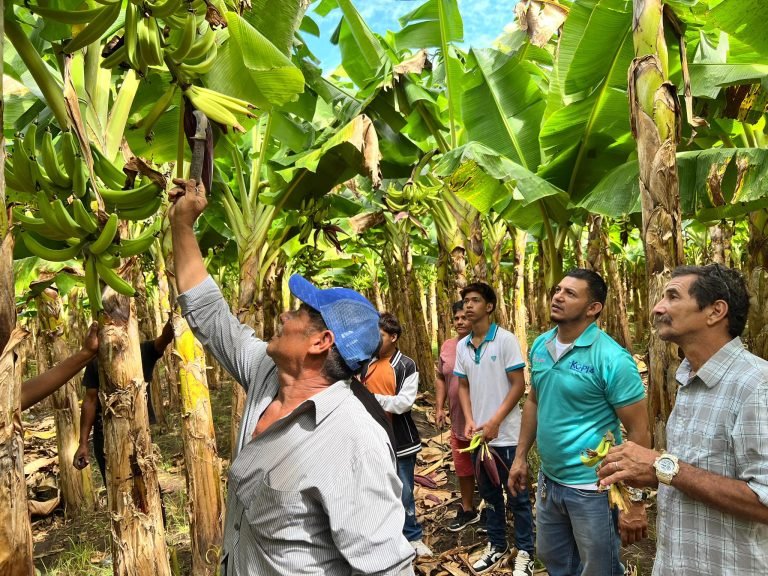 Métodos de Siembra y Técnicas de Manejo de Plantaciones de Plátano