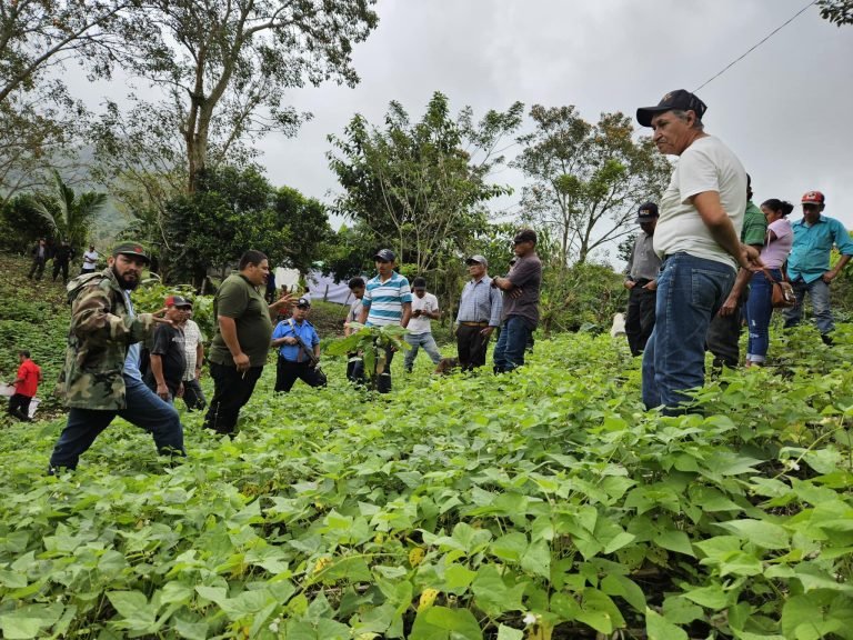 Manejo de Plagas y Fertilización en el Cultivo del Frijol en Época de Apante