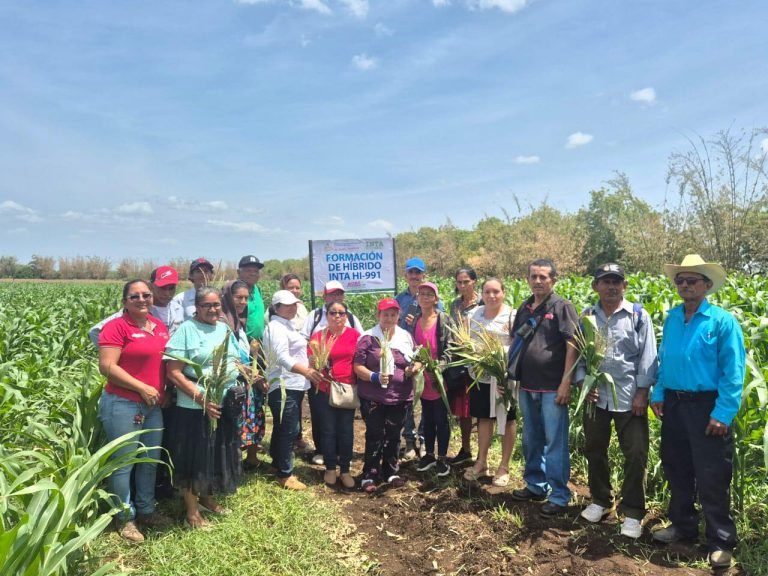 Técnicas de fitomejoramiento para producción de híbridos dobles y triples de maíz