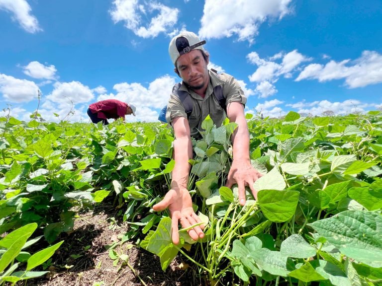 Presentación de Variedades de Frijol con Mayores Rendimientos en Postrera
