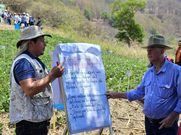 Resultados de control de plagas  en el cultivo de frijol haciendo uso de insumos biológicos