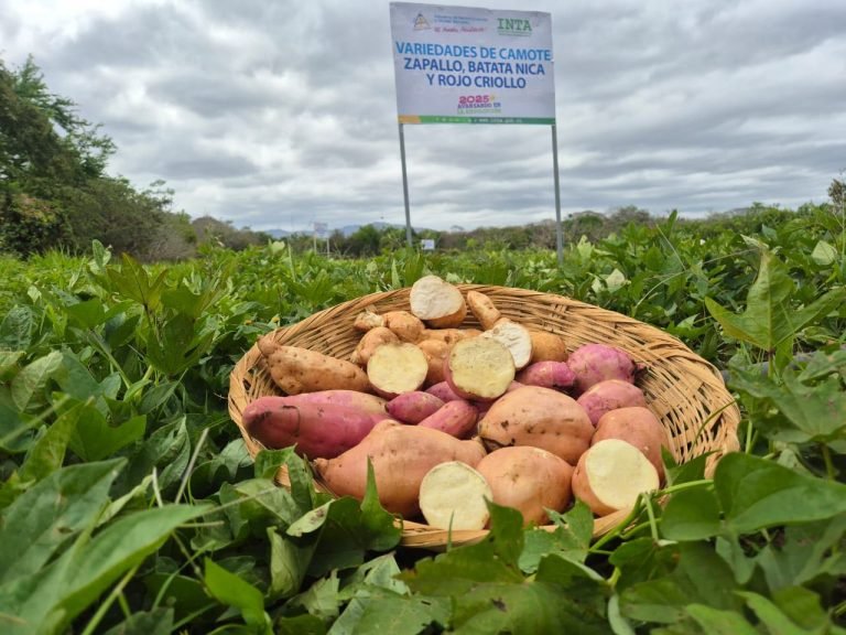 Presentación de técnicas de multiplicación de material para la siembra del cultivo de camote