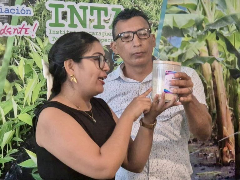 Prácticas de bioseguridad para la prevención de enfermedades en los cultivos de plátano y banano