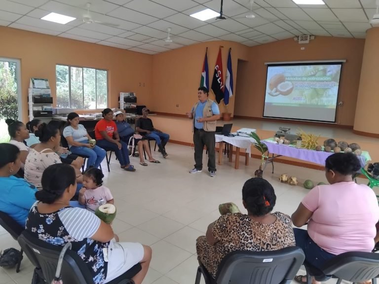 Nuevo método para el cruce de variedades de coco