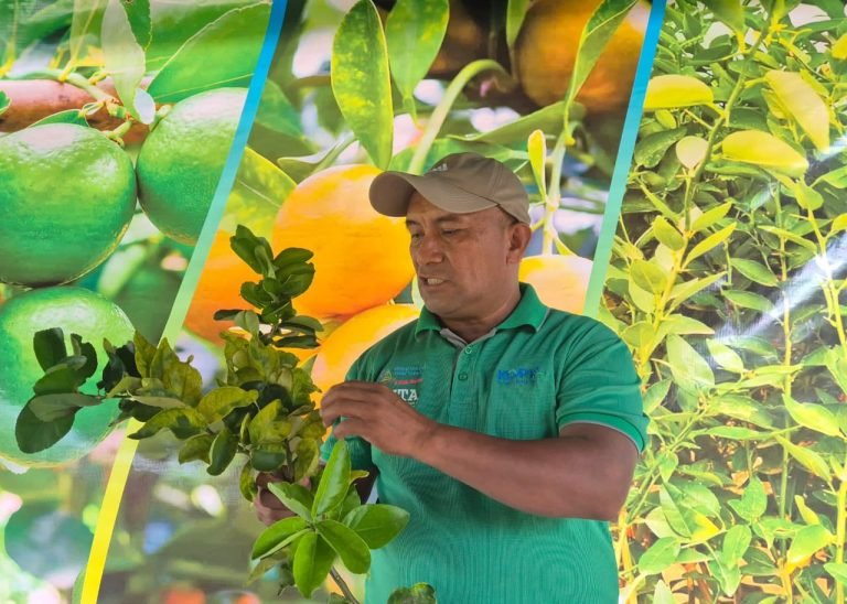 Alternativas para el control y manejo de enfermedades en cítricos