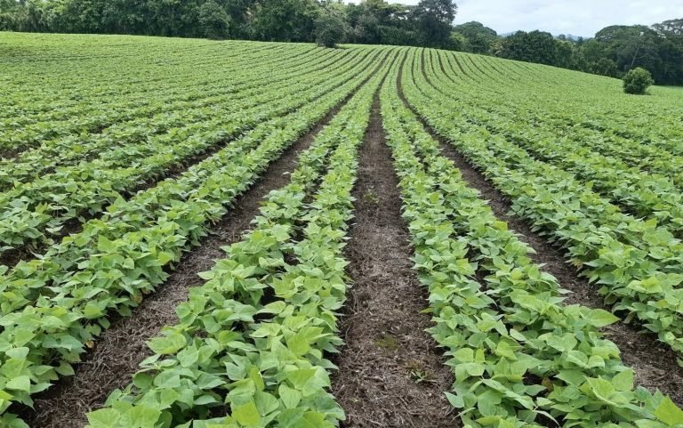 Incremento en la producción de semillas de frijol desde el CDT Francisco Gutiérrez en Carazo