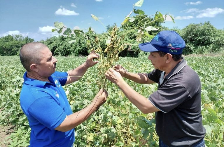 Resultados de rendimiento en la producción de la variedad “INTA Soya Chinandega”