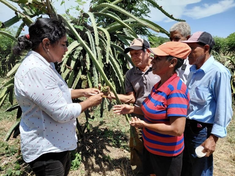 Técnicas avanzadas para la polinización del cultivo de Pitahaya
