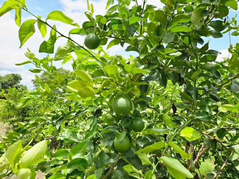 Manejo de poda en el cultivo de Limón Variedad Tahití