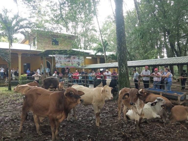 Avances del Programa de Mejoramiento Genético Bovino