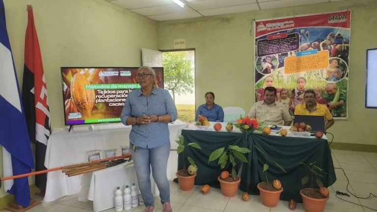 Métodos de poda para la recuperación de plantaciones de cacao