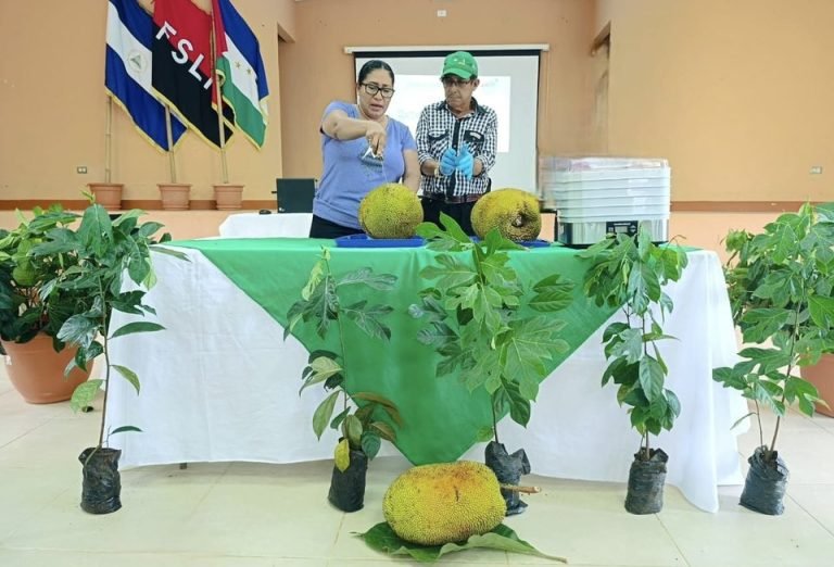 Presentación de transformación y agregación de valor de la fruta de Jaca