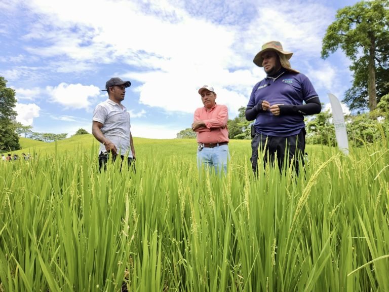 Presentación de características productivas y manejo de parcelas de arroz de secano