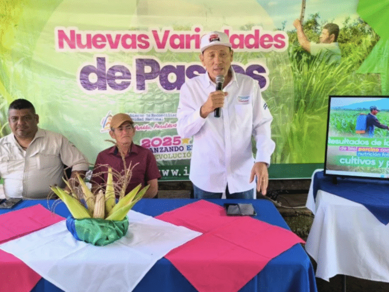 Más producción de pastos con biol porcino