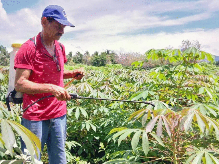 Tecnologías y prácticas para mejorar la producción del cultivo de yuca